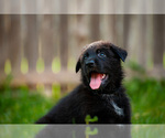 Puppy Shadow German Shepherd Dog