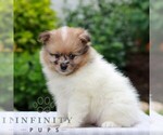 Timmy - Male Pomeranian Puppy for Sale - Photo #2