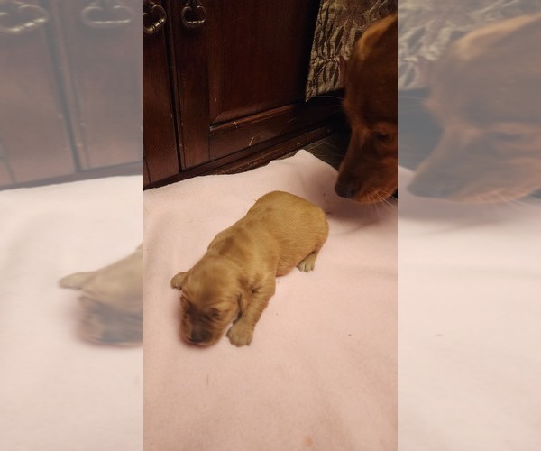 Medium Photo #1 Golden Retriever Puppy For Sale in VANCOUVER, WA, USA