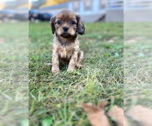 Cavapoo Puppy for sale in HANOVER, WV, USA