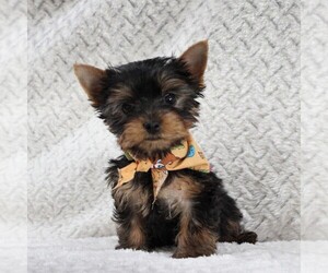 Yorkshire Terrier Puppy for sale in BIRD IN HAND, PA, USA