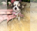 Small #4 Chihuahua