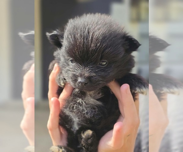 Medium Photo #1 Pomeranian Puppy For Sale in GUN BARREL CITY, TX, USA