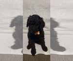 Small Photo #8 Poodle (Standard) Puppy For Sale in GARDEN CITY, KS, USA