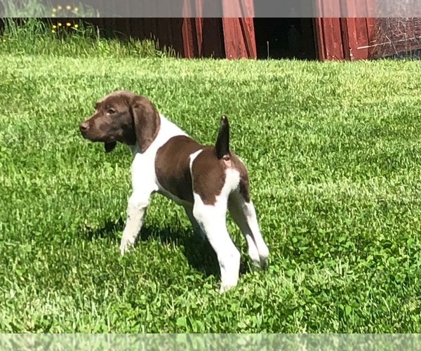 Medium Photo #3 German Shorthaired Pointer Puppy For Sale in WOODSTOCK, CT, USA