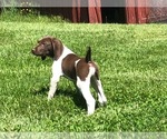 Small Photo #3 German Shorthaired Pointer Puppy For Sale in WOODSTOCK, CT, USA