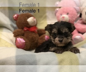 Morkie Puppy for sale in GUTHRIE, KY, USA
