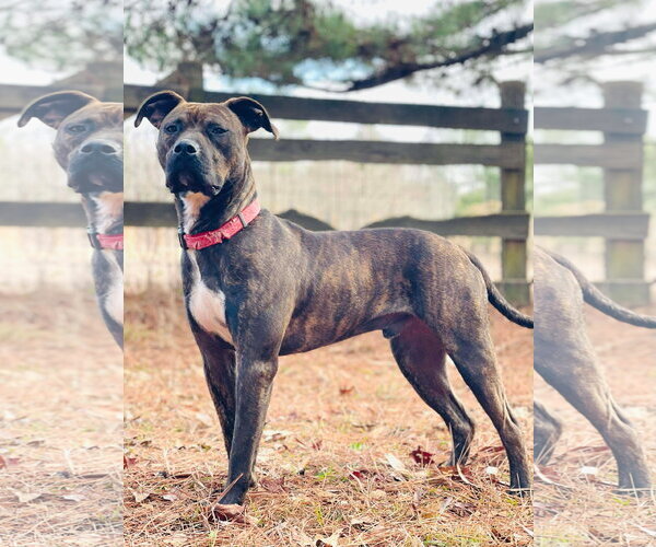 Medium Photo #4 Bullboxer Pit Puppy For Sale in Social Circle, GA, USA