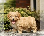 Small #1 Cavapoo (Miniature)