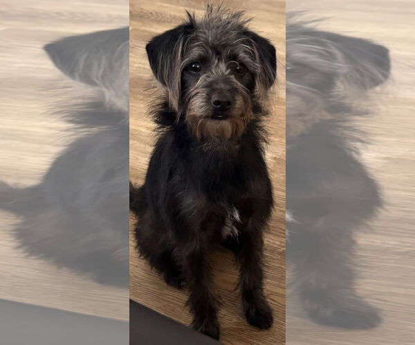 Medium Photo #1 Mutt Puppy For Sale in Los Angeles, CA, USA