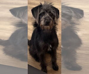 Mutt Dogs for adoption in Los Angeles, CA, USA