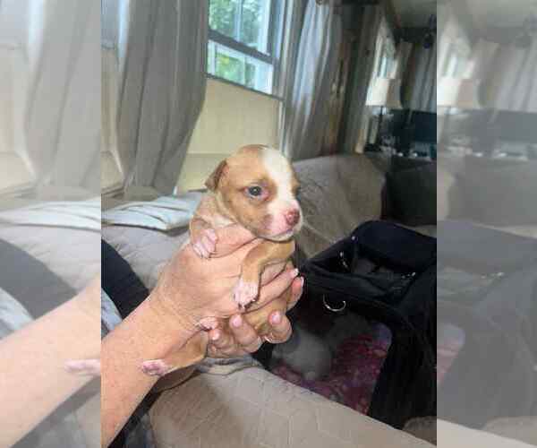 Medium Photo #2 Chihuahua-Unknown Mix Puppy For Sale in New York, NY, USA
