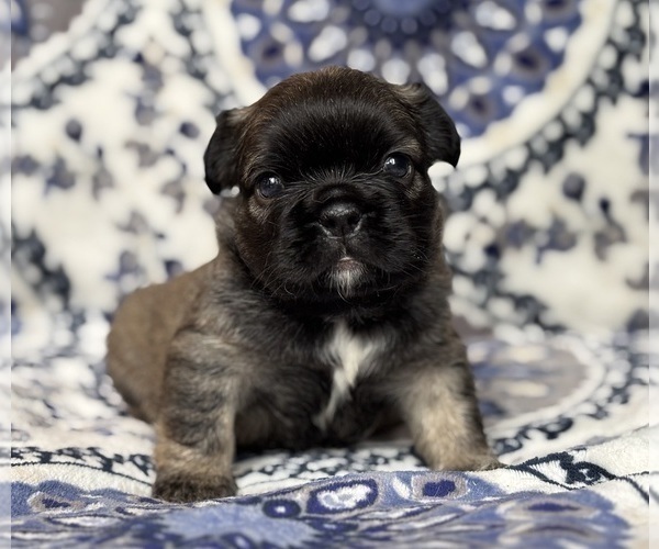Medium Photo #2 French Bulldog Puppy For Sale in NEWTON, NJ, USA