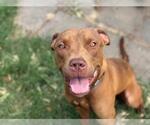 Small American Pit Bull Terrier