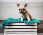 Small Photo #4 French Bulldog Puppy For Sale in CEDAR RAPIDS, IA, USA