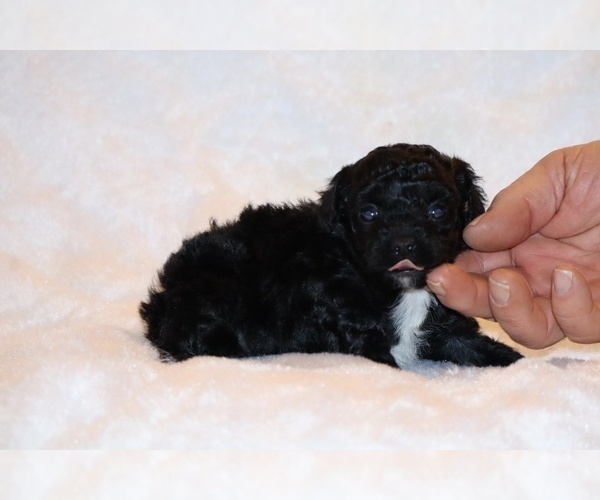 Medium Photo #5 Poodle (Toy) Puppy For Sale in DYERSBURG, TN, USA