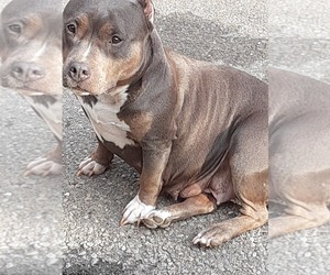 Mother of the American Bully puppies born on 04/20/2022