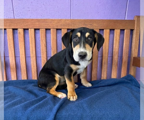 Medium Photo #2 Basset Hound-Unknown Mix Puppy For Sale in Genesee, WI, USA