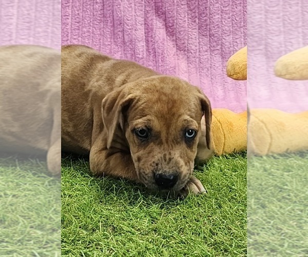 Medium Photo #7 Catahoula Leopard Dog Puppy For Sale in CUMBY, TX, USA