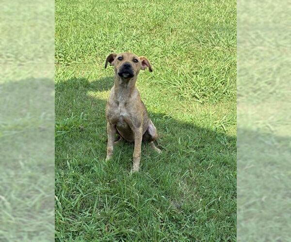 Medium Photo #1 Mutt Puppy For Sale in Grovetown, GA, USA