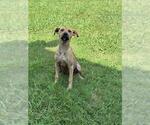 Small Mutt