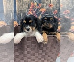 Small Photo #4 Cavalier King Charles Spaniel Puppy For Sale in SOUTH ORANGE, NJ, USA