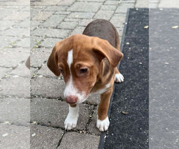 Medium Photo #3 Labrador Retriever-Unknown Mix Puppy For Sale in Mechanicsburg, PA, USA