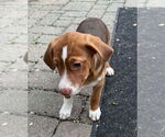 Small #2 Labrador Retriever Mix