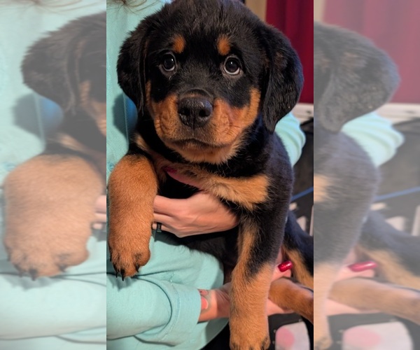 Medium Photo #1 Rottweiler Puppy For Sale in PHOENIX, AZ, USA
