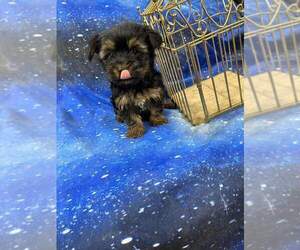 Yorkshire Terrier Puppy for sale in INDIANAPOLIS, IN, USA