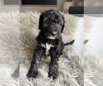 Puppy Puppy 2 Bernedoodle-Poodle (Standard) Mix