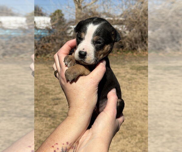 Medium Photo #2 Australian Shepherd-Unknown Mix Puppy For Sale in OKLAHOMA CITY, OK, USA