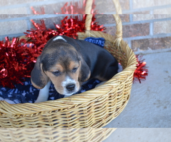 Medium Photo #12 Jug Puppy For Sale in GREENWOOD, WI, USA