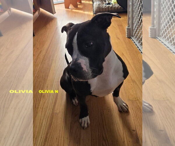 Medium Photo #2 Mutt Puppy For Sale in Woodland Hills, CA, USA