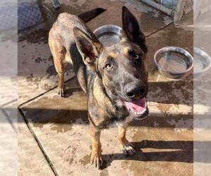 German Shepherd Dog Dogs for adoption in Modesto, CA, USA