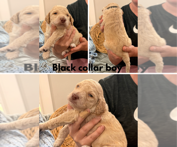 Medium Photo #2 Poodle (Standard) Puppy For Sale in CORYDON, IN, USA