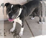 Small #1 American Staffordshire Terrier Mix