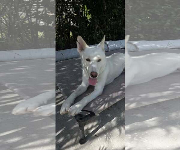 Medium Photo #4 - Mix Puppy For Sale in Hoffman Estates, IL, USA
