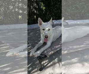 Mystic - Female - Mix Dog for Adoption - Photo #4