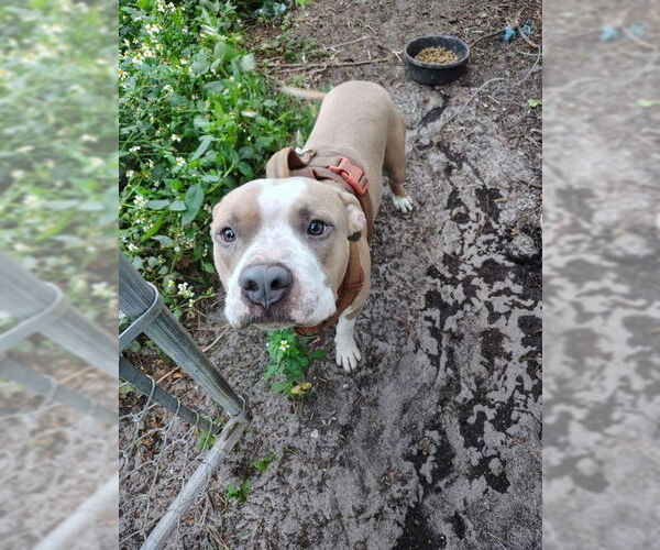 Medium Photo #2 American Pit Bull Terrier-Unknown Mix Puppy For Sale in Sanford, FL, USA