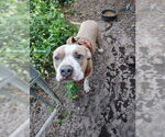 Small #1 American Pit Bull Terrier Mix