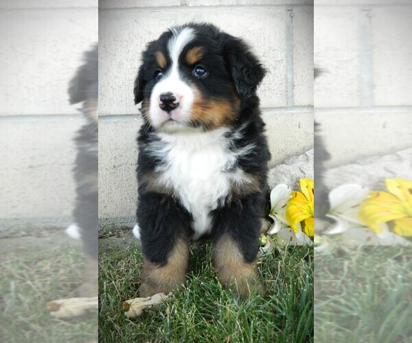 Medium Photo #4 Bernese Mountain Dog Puppy For Sale in CLARE, MI, USA