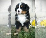 Small #3 Bernese Mountain Dog