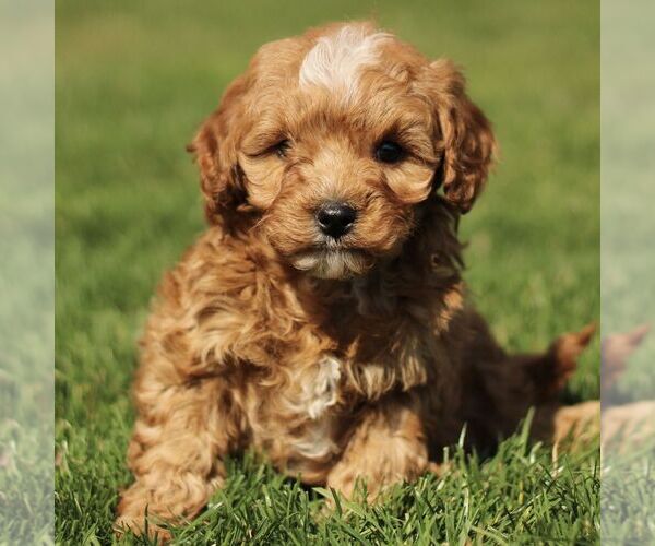 Medium Photo #1 Cavapoo (Miniature) Puppy For Sale in RONKS, PA, USA