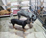 Small #4 Mutt