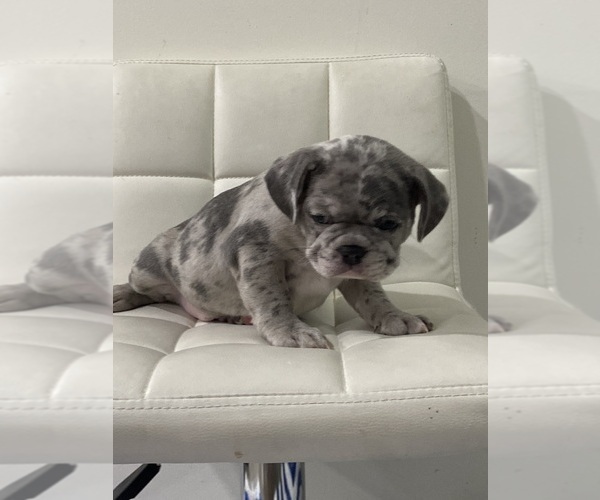 Medium Photo #14 French Bulldog Puppy For Sale in JACKSONVILLE, FL, USA