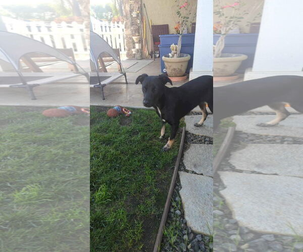 Medium Photo #5 Labrador Retriever-Unknown Mix Puppy For Sale in Escondido, CA, USA