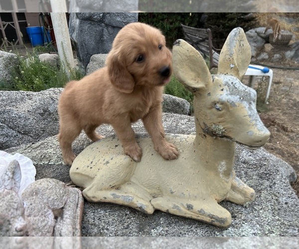 Medium Photo #1 Golden Retriever Puppy For Sale in OAKHURST, CA, USA
