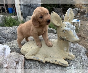 Golden Retriever Puppy for sale in OAKHURST, CA, USA