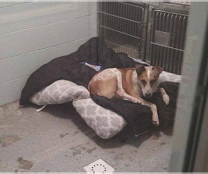 Red Heeler-Unknown Mix Dogs for adoption in Frenchburg, KY, USA
